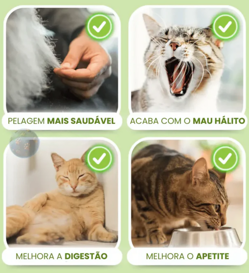 FitCat - Grama Comestíveis Para Gatos